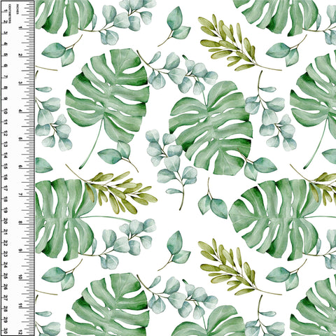 PREORDER Monstera Eucalyptus